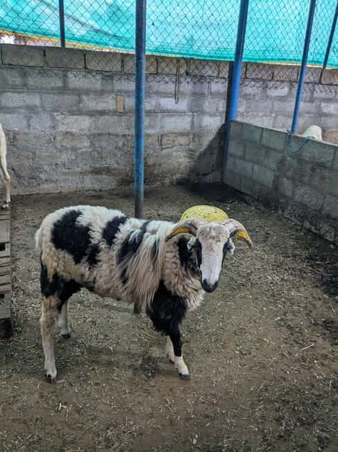 Bangalore: Big Barn Farm Visit with Animal Interactions - Key Points