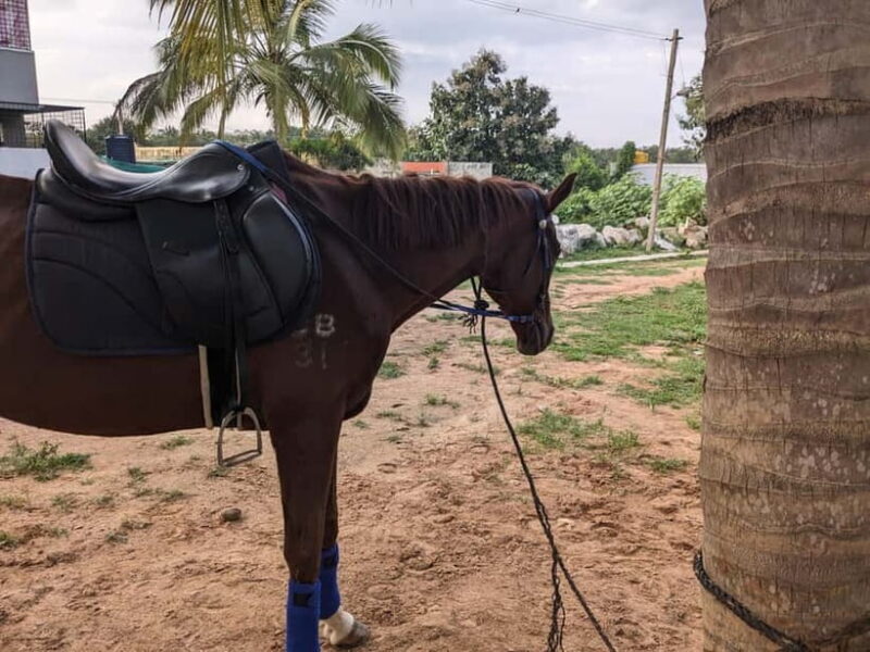 Bangalore: Horse Riding Safari Tour - The Experience in Detail