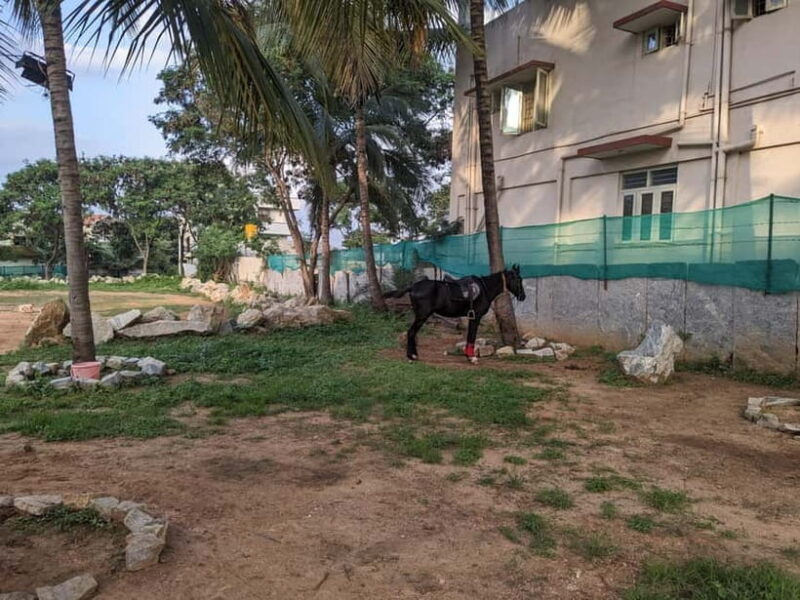 Bangalore: Horse Riding Safari Tour - FAQ