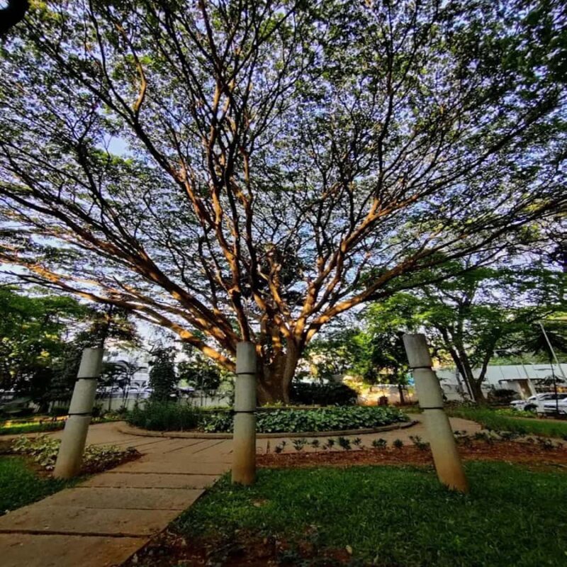 Bangalore: National Gallery of Modern Art with Pickup - An In-Depth Look at the NGMA Bangalore Experience