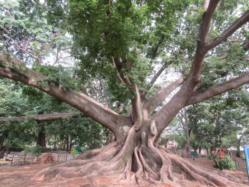 Bangalore: Private Guided City Sightseeing Tour by Car - Who This Tour Is Perfect For