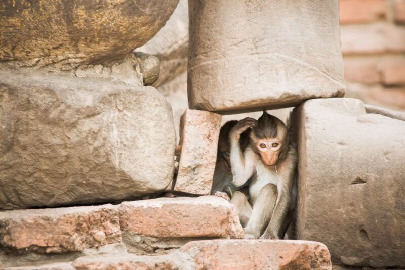 bangkok-ayutthaya-lopburi-monkey-temple-private-day-trip