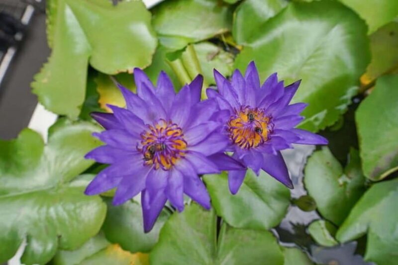 Bangkok: Canal Village Tour with EV Boat & Lunch - Key Points