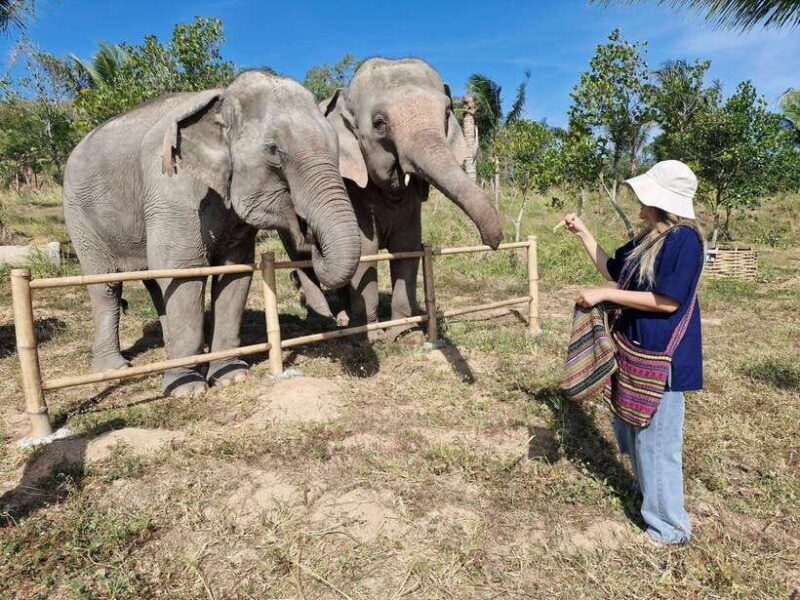 bangkok-elephant-sanctuary-and-khao-kheow-open-zoo-tour