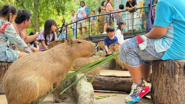 bangkok-elephant-sanctuary-and-khao-kheow-open-zoo-tour