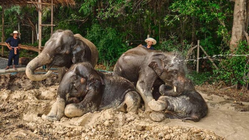 Bangkok: Elephant Sanctuary Guided Tour with Hotel Transfers - Bangkok: Elephant Sanctuary Guided Tour with Hotel Transfers — An Honest Look