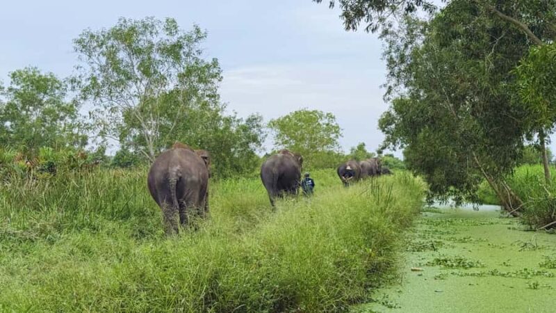 Bangkok: Elephant Sanctuary Guided Tour with Hotel Transfers - Key Points
