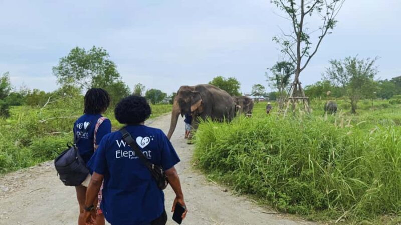 Bangkok: Elephant Sanctuary Guided Tour with Hotel Transfers - What Makes This Tour Stand Out?