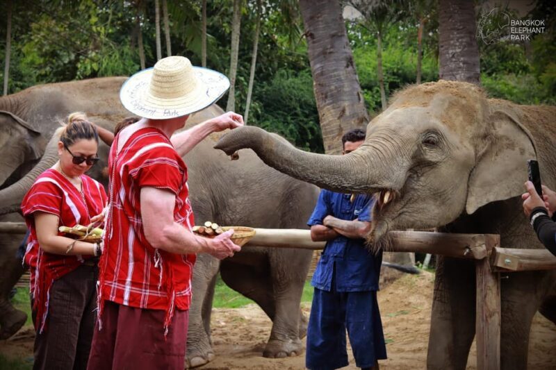 Bangkok: Elephant Sanctuary Guided Tour with Hotel Transfers - Why This Tour Is Worth It
