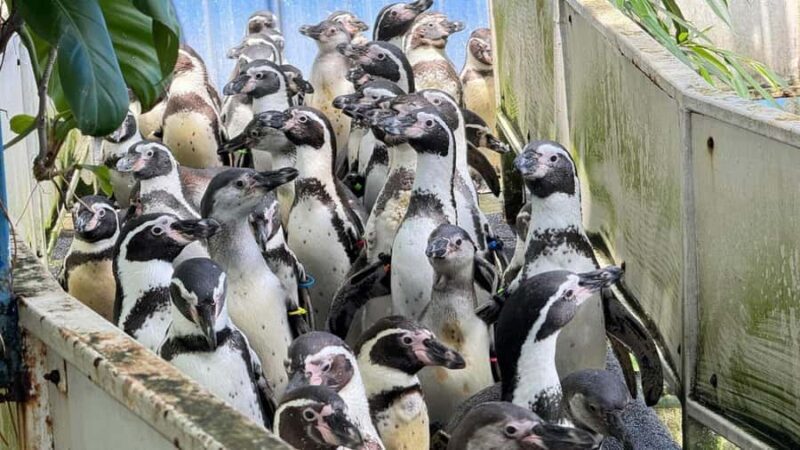 Bangkok: Elephant Sanctuary &Khao Kheow Open Zoo (Moodeng) - Who Will Love This Tour?