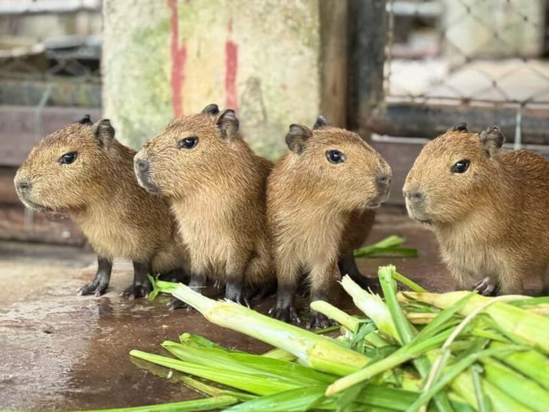 Bangkok: Elephant Sanctuary &Khao Kheow Open Zoo (Moodeng) - Final Thoughts