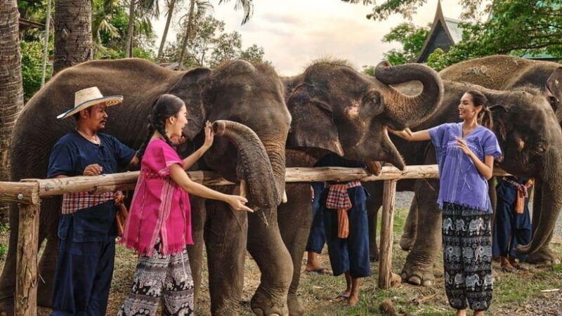 bangkok-ethical-elephant-care-half-day-with-transfers
