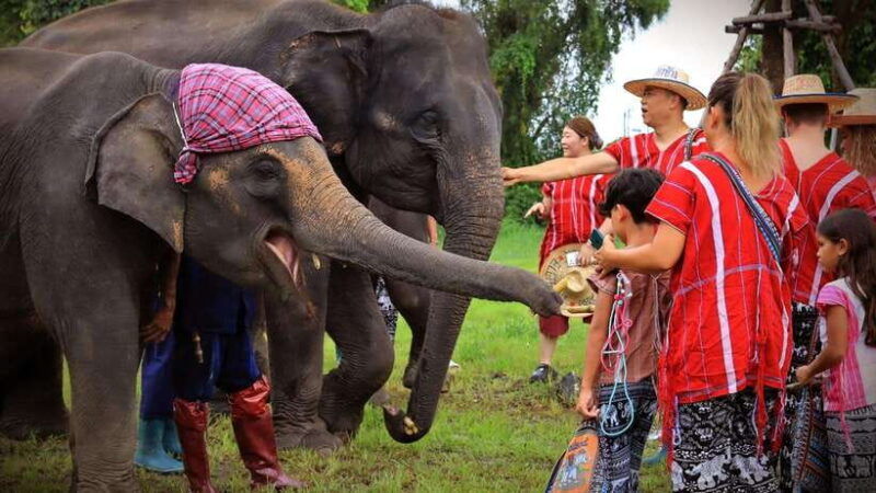 bangkok-ethical-elephant-care-half-day-with-transfers