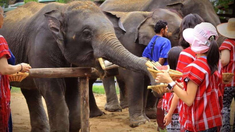 bangkok-ethical-elephant-care-half-day-with-transfers