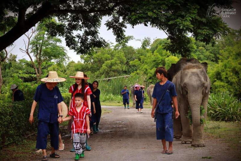 bangkok-ethical-elephant-care-half-day-with-transfers