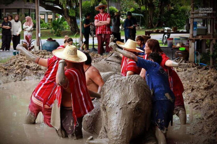 bangkok-ethical-elephant-care-half-day-with-transfers
