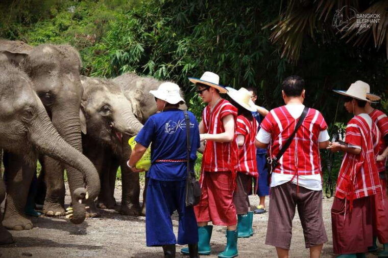 bangkok-ethical-elephant-care-half-day-with-transfers
