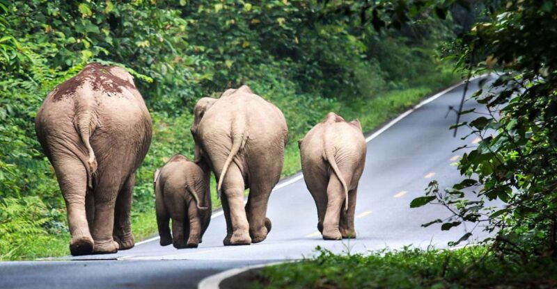 bangkok-khao-yai-national-park-with-horseback-ride-day-trip