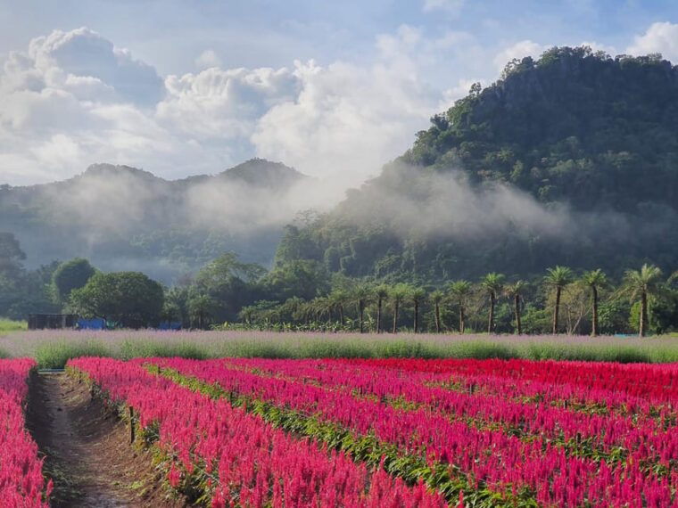 bangkok-khao-yai-nature-wildlife-private-car-charter-tour