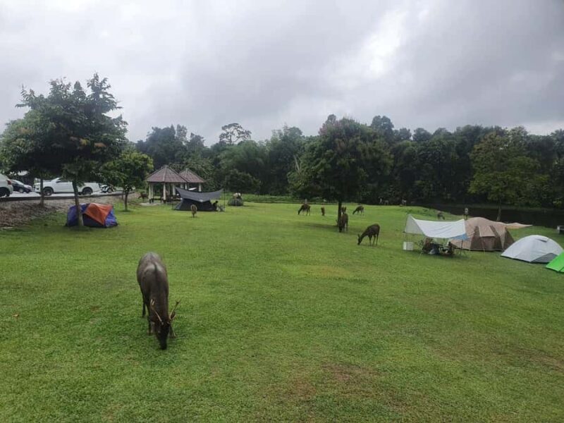 Bangkok: Khao Yai Waterfalls, Deer Spotting & Jungle Walks - Suitable for Who?