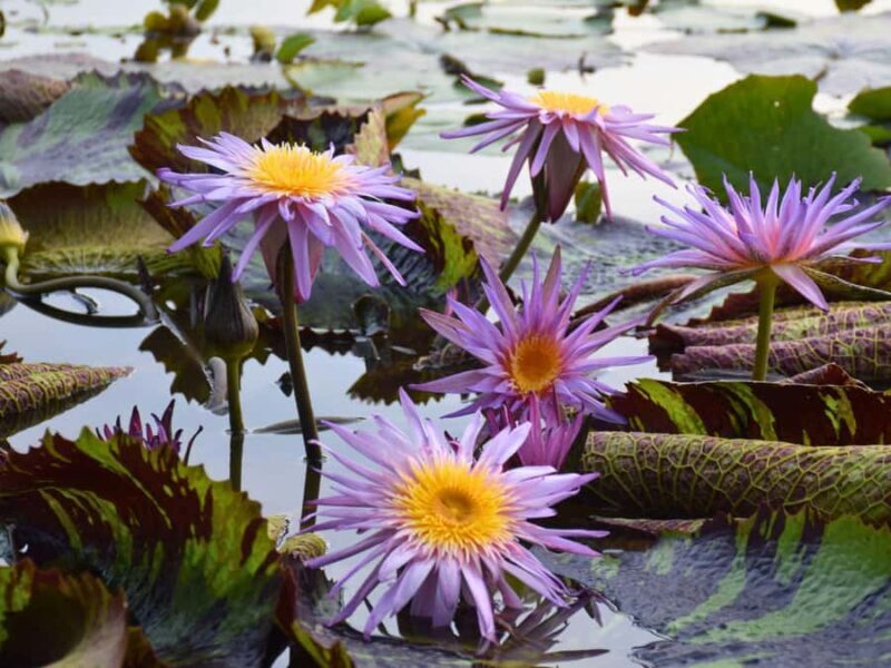 Bangkok: Lotus Fields, Orchid Farm, and Flower Market Tour - Why this tour offers real value