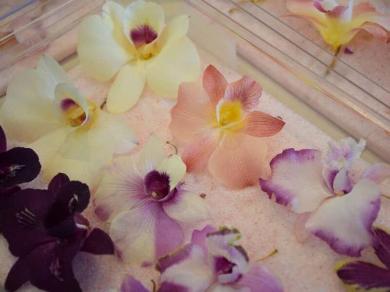 Bangkok: Lotus Fields, Orchid Farm, and Flower Market Tour - Who will love this tour?