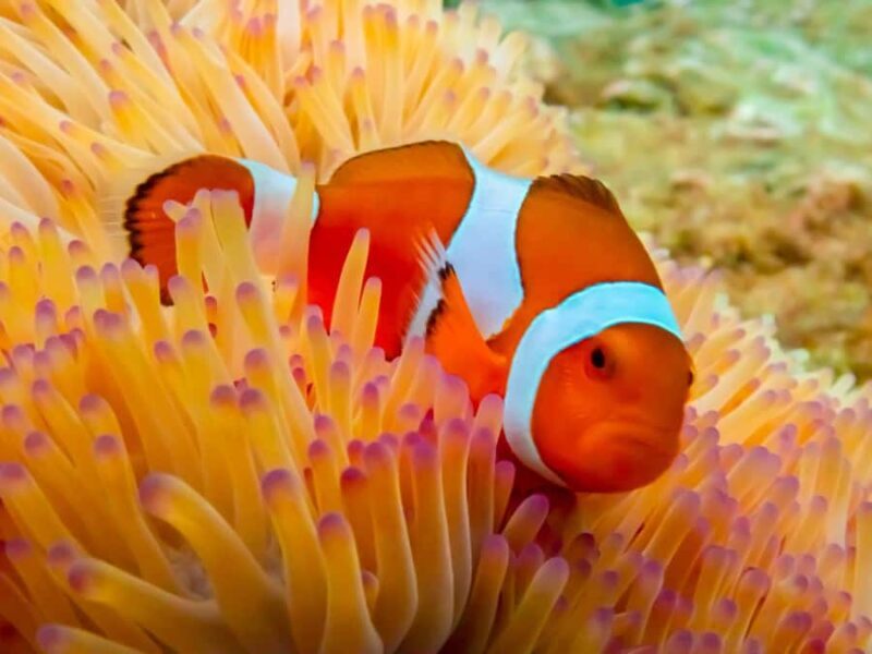 Bangkok: Nemo Island Day Trip with Drone Photos and Lunch - Key Points