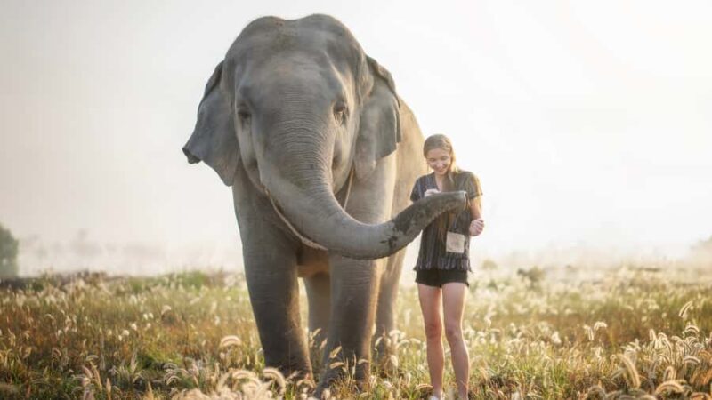 Bangkok: Pattaya Elephant Jungle Sanctuary Half-Day Tour - Key Points