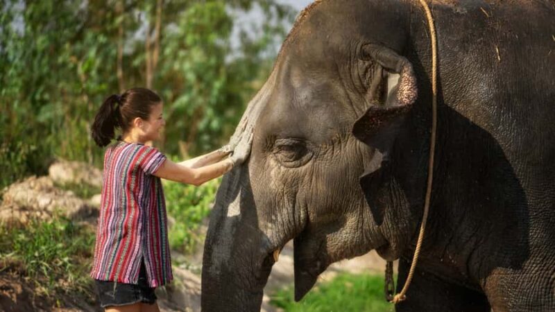 Bangkok: Pattaya Elephant Jungle Sanctuary Half-Day Tour - Overview and What You Can Expect