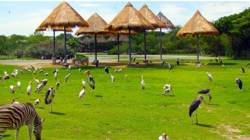 Bangkok: Private Family Tour to Safari & River Dinner Cruise - FAQs