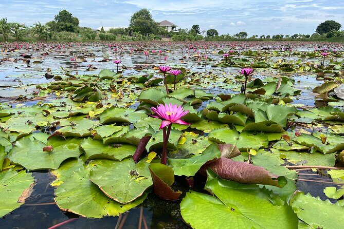 Bangkok: Red Lotus Pond & Thonburi Market - Practical Details & Considerations