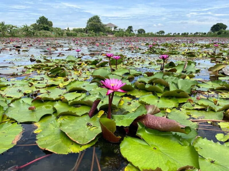 Bangkok: Red Lotus Pond & Thonburi Market - The Experience: The Good, The Practical, and The Authentic