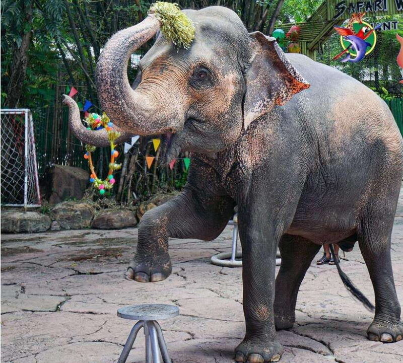 bangkok-safari-world-hotel-and-private-transfer