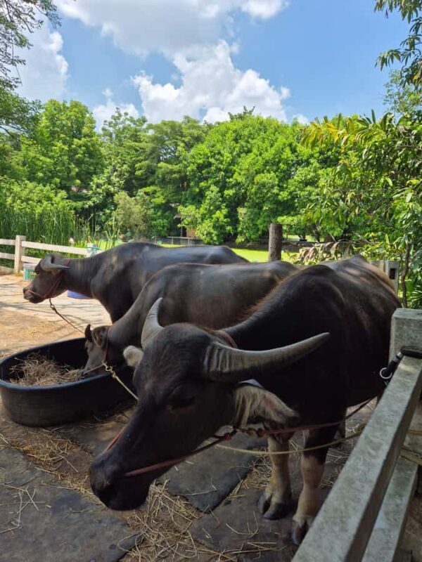 Bangkok to DuBua Café & Amphawa Private Day Trip - A Detailed Look at the Tour