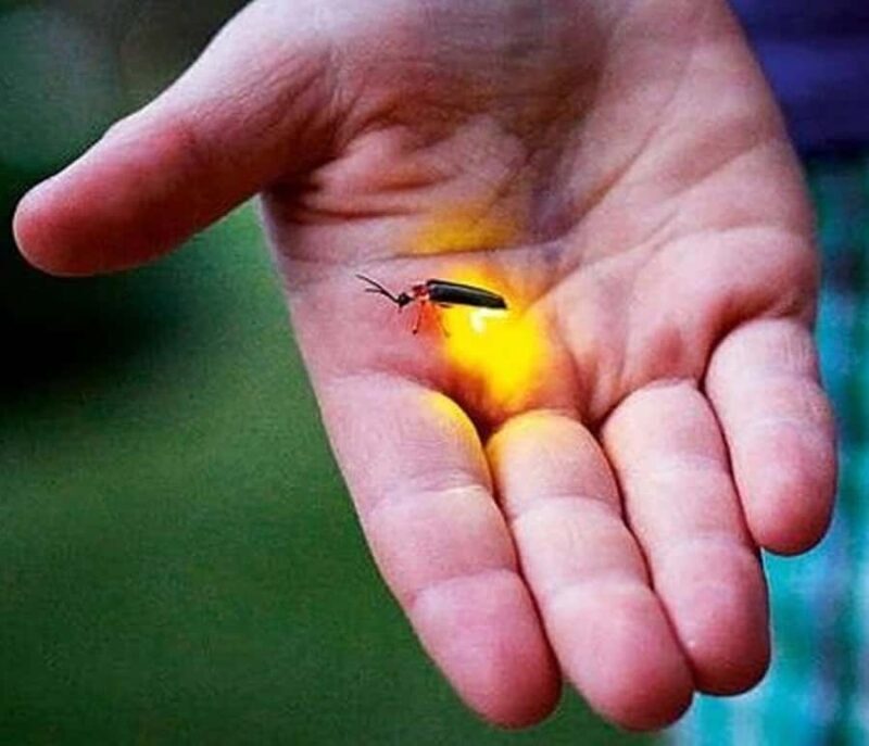 Bangkok to DuBua Café & Amphawa Private Day Trip - FAQ