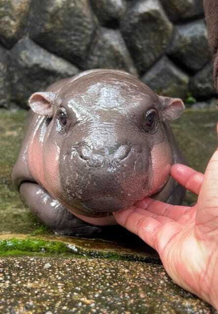 Bangkok to Moo Deng: Private Transfer To Khao Kheow Zoo - FAQ