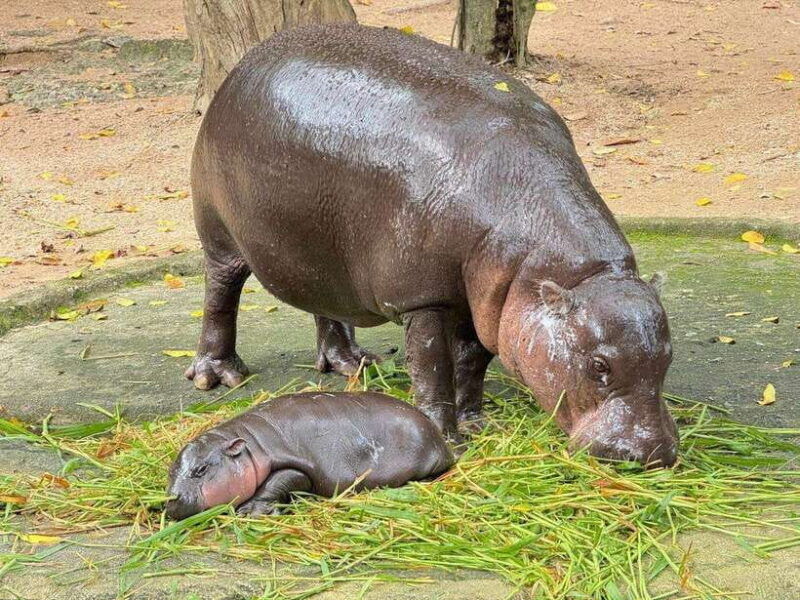 bangkok-to-moo-deng-private-transfer-to-khao-kheow-zoo