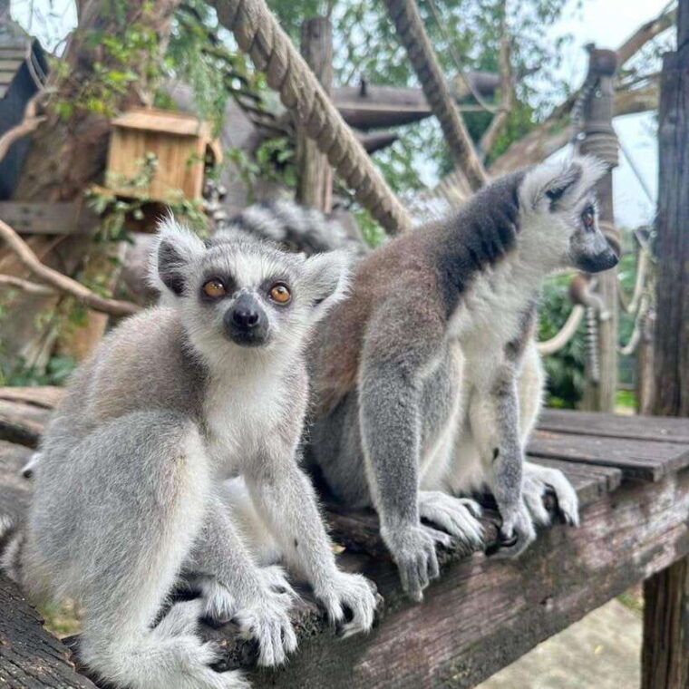 bangkok-to-moo-deng-private-transfer-to-khao-kheow-zoo
