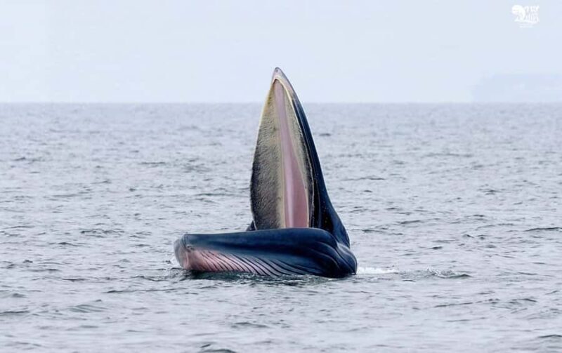 Bangkok: Whale Watching Experience with Breakfast and Lunch - What is the whale-watching tour from Bangkok really like?