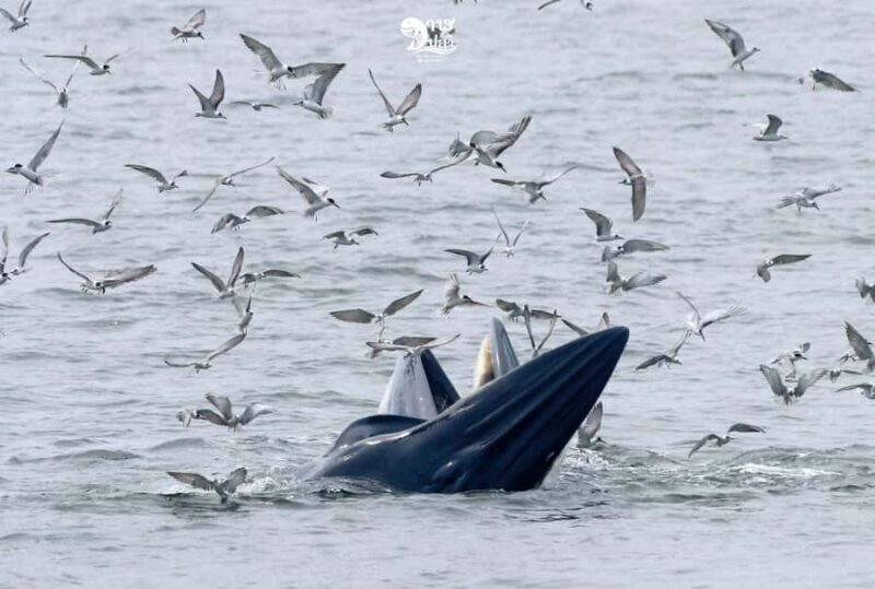 Bangkok: Whale Watching Experience with Breakfast and Lunch - The Value: Meals, Guides, and Comfort