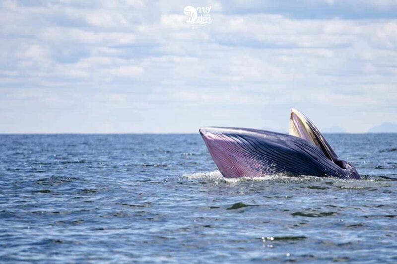 Bangkok: Whale Watching Experience with Breakfast and Lunch - The Bottom Line