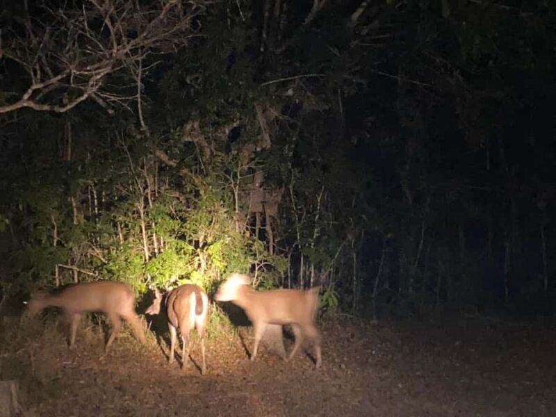 Bangkok:Khao Yai Waterfalls,Deer Spotting & Jungle Walks PVT - Lunch: Authentic Thai Flavors in Nature