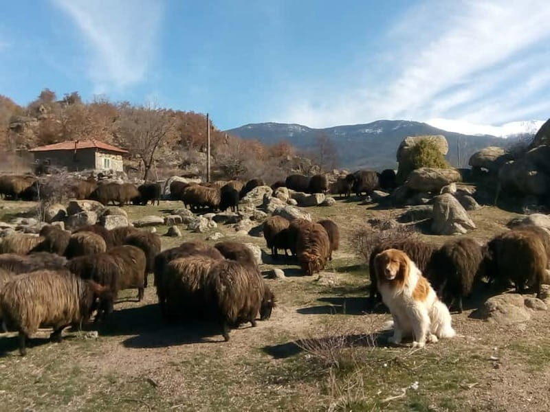 Bansko: Rare Bulgarian Pets Experience - An In-Depth Look at the Bansko Pets Experience