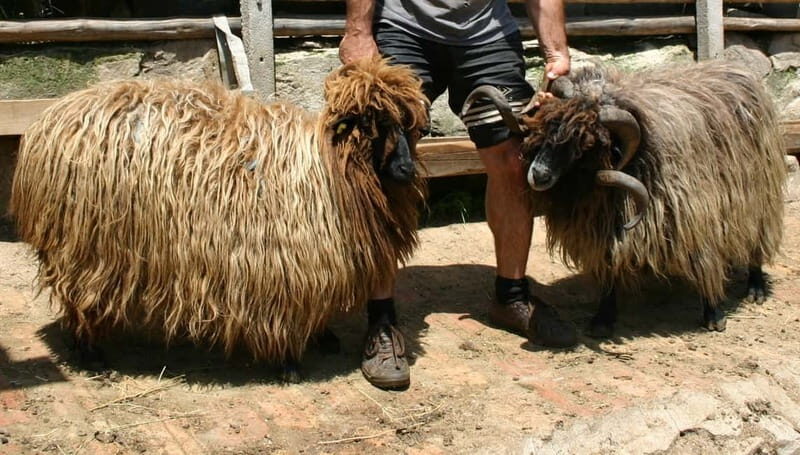 Bansko: Rare Bulgarian Pets Experience - FAQs