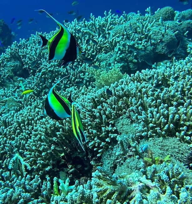 Bantayan Island: Fundive Freediving Excursion - Key Points