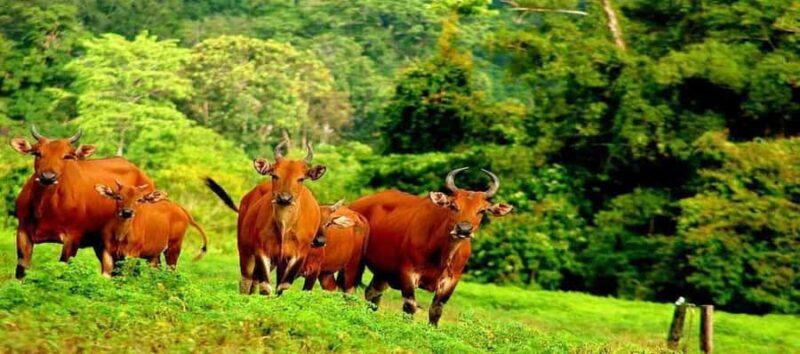 Banyuwangi: Alas Purwo National Park & G-Land Beach Tour - Practical Tips for Your Trip