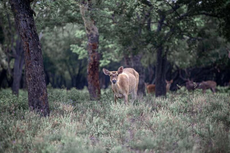 Banyuwangi: Alas Purwo National Park & G-Land Beach Tour - FAQ