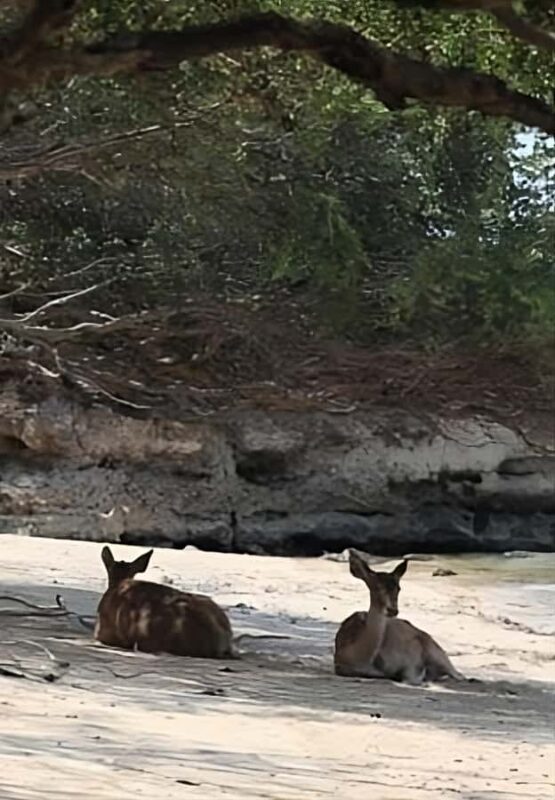 Banyuwangi: Deer and Tabuhan Island Snorkeling 12 Hours Trip - FAQ