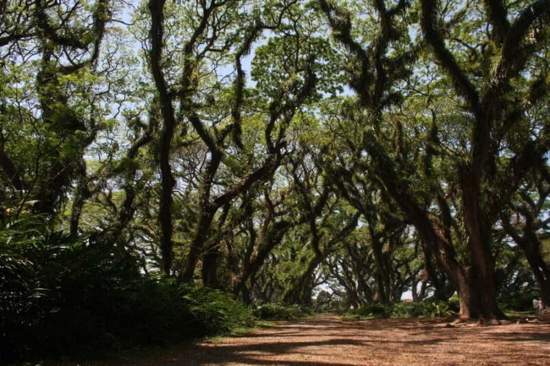 Banyuwangi: Djawatan Forest & Baluran National Park Tour - Overview of the Tour Experience