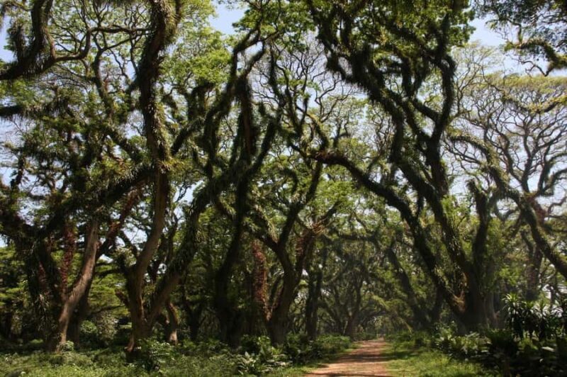 Banyuwangi: Djawatan Forest & Baluran National Park Tour - What Travelers Can Expect in Terms of Logistics